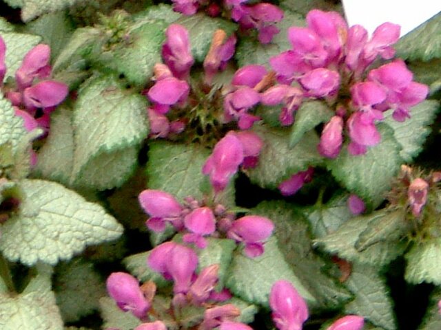 Lamium maculatum