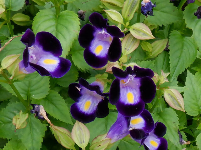 誕生花 8月6日 トレニア 朝顔 かぎけん花図鑑