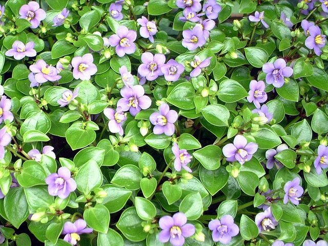 ６月に咲く紫色の花 かぎけん花図鑑