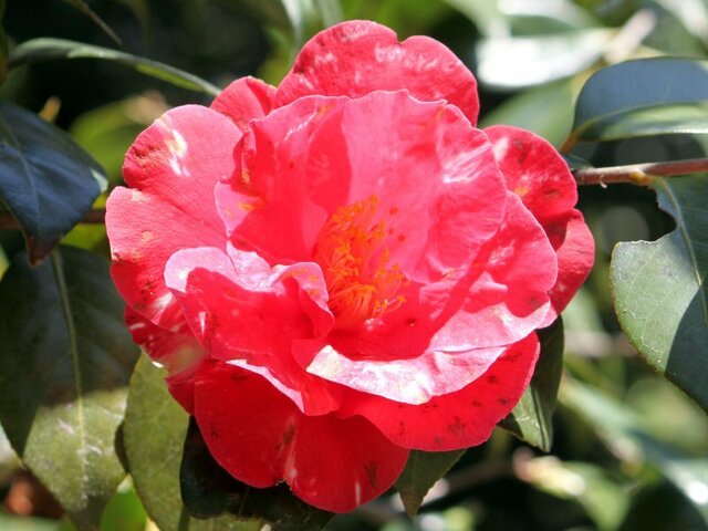 椿 かぎけん花図鑑