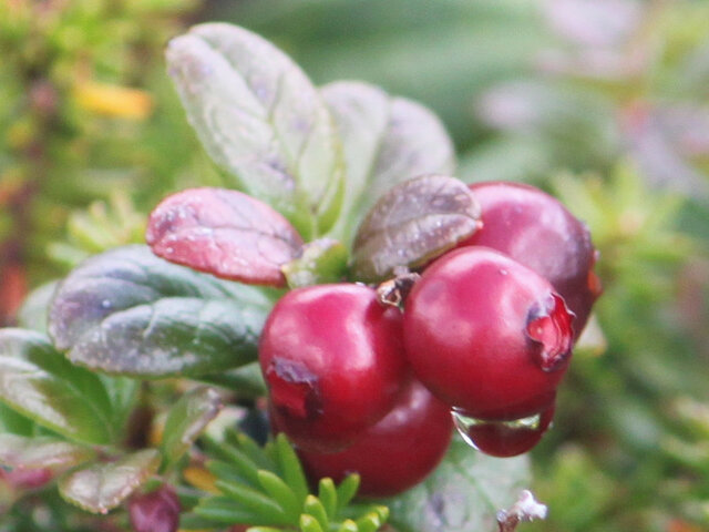 Vaccinium vitis-idaea