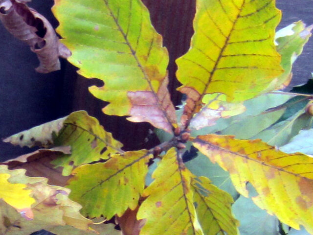 ミズナラ | Quercus crispula | かぎけん花図鑑