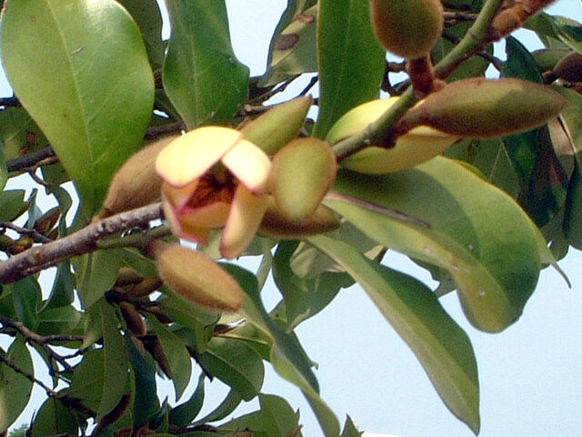 Michelia compressa