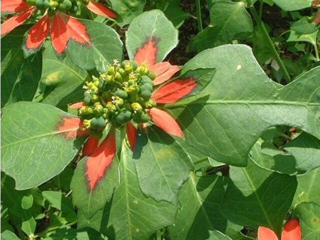 Euphorbia cyathophora