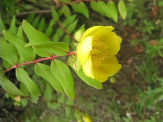 Hypericum patulum