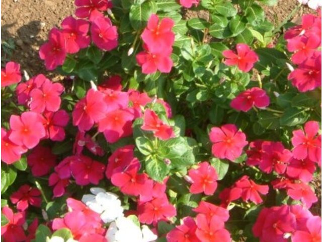 Catharanthus roseus