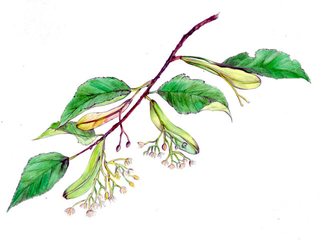 Tilia kiusiana