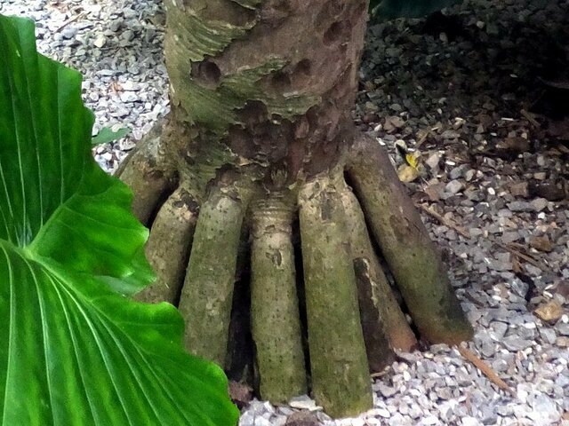 Pandanus boninensis