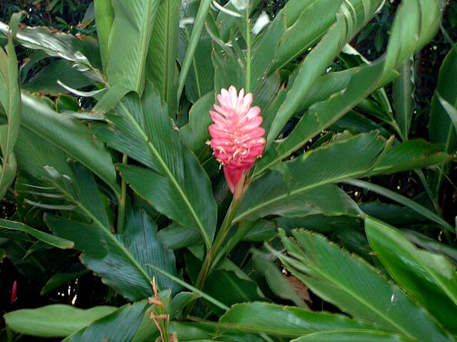 Alpinia purpurata