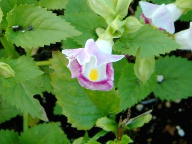 トレニア Torenia Fournieri かぎけん花図鑑
