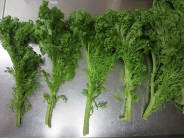 山葵菜 Brassica Juncea Wasabina 科技研花图画书