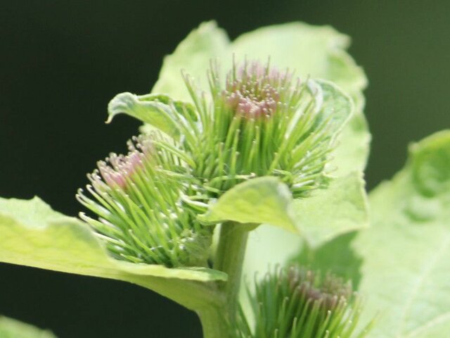 Arctium minu