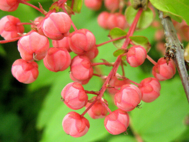 Poisonous Plant Flower Database