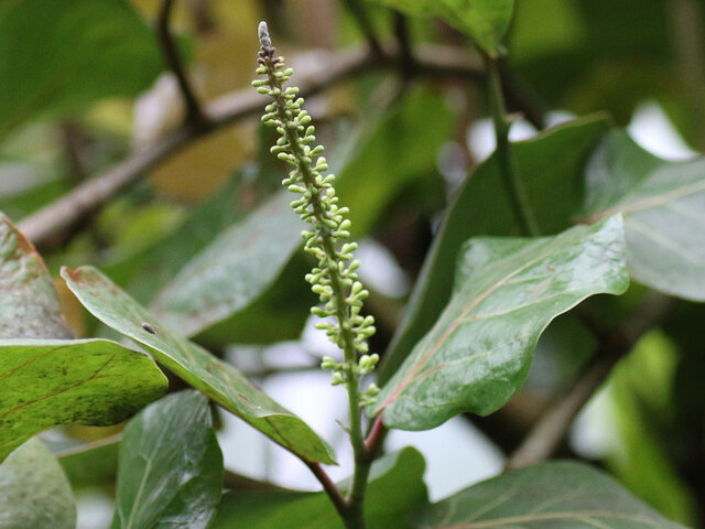 Coccoloba uvifera