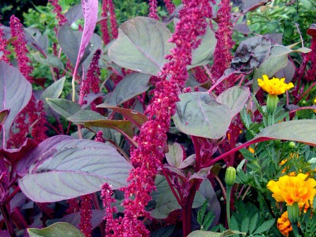 Amaranthus cruentus