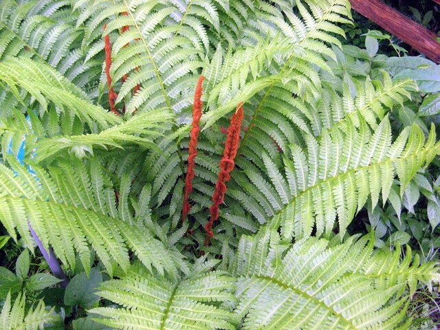 Cinnamon fern