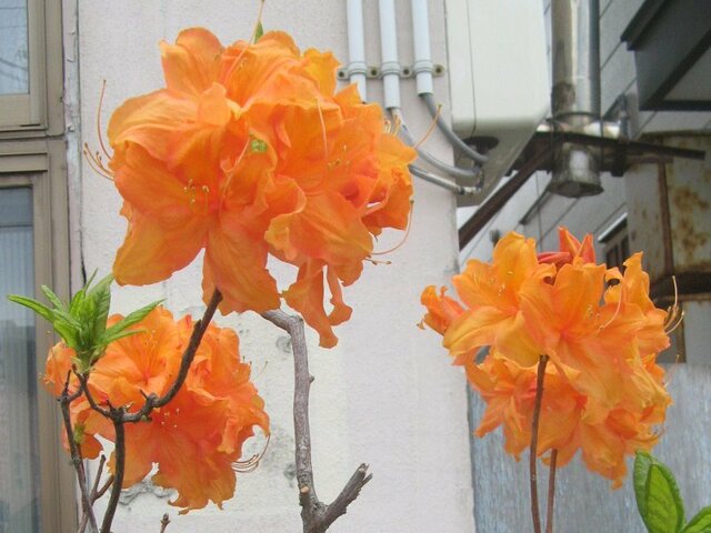 ツツジ属の花 かぎけん花図鑑