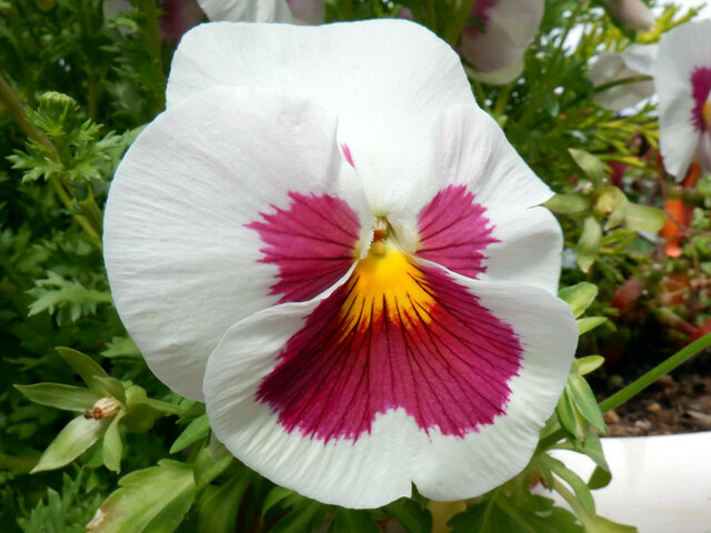 Garden pansy