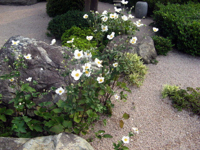 Anemone japonica