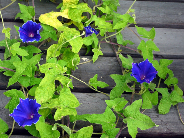 Changed Morning Glory Flower Database