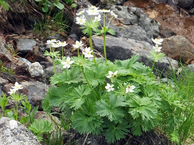 Anemone narcissiflora