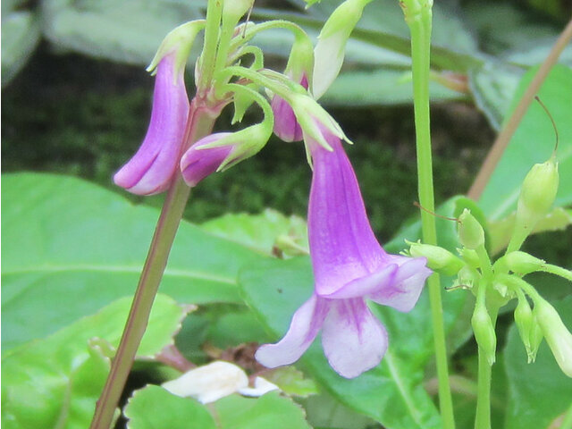 粉红四蕊花