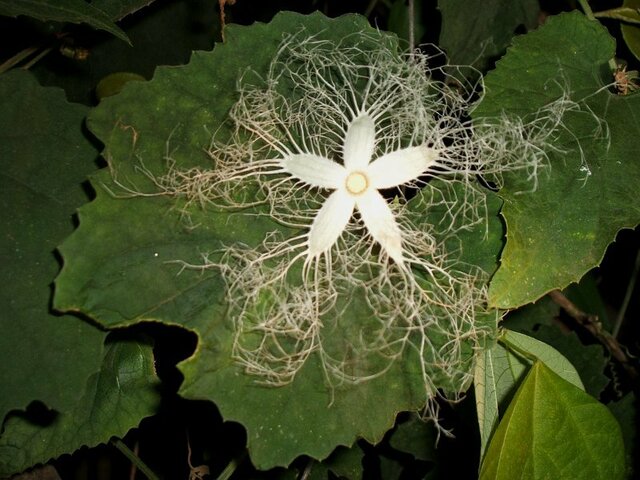 夕方から咲く花 夜行性の花 夜に香る花 かぎけん花図鑑