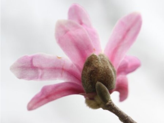 Star Magnolia