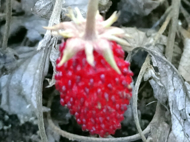 Wild Strawberry