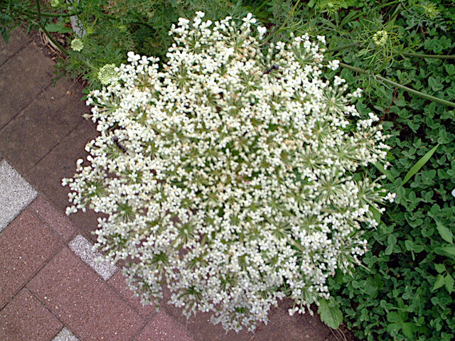 Daucus carota