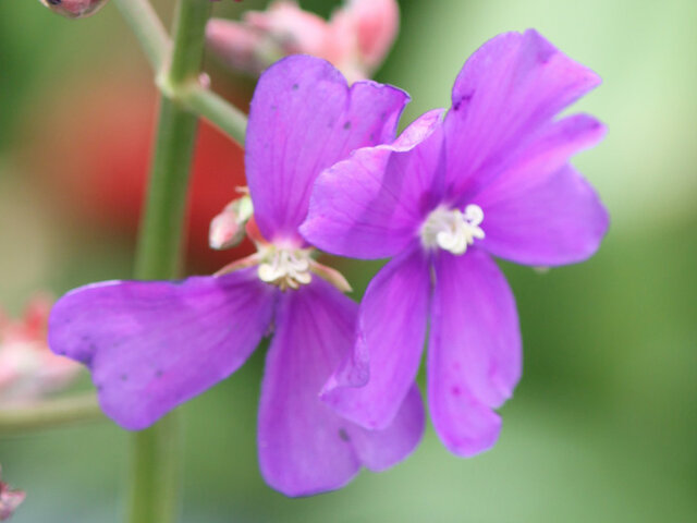 Tibouchina urvilleana