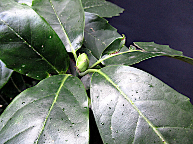 Aucuba japonica