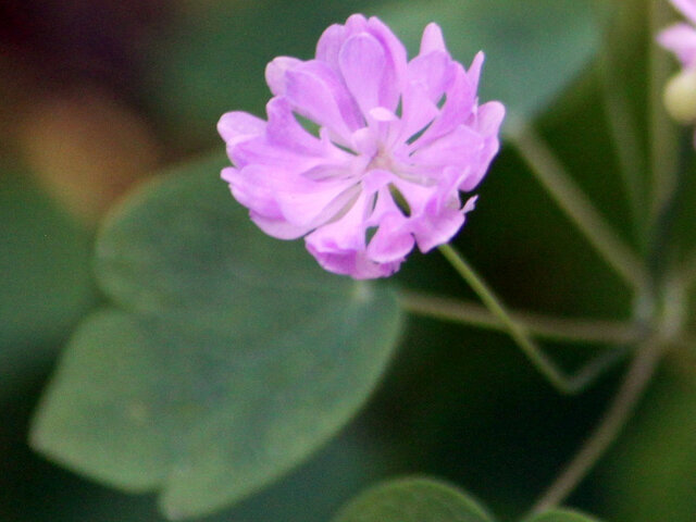 Anemonella thalictroides