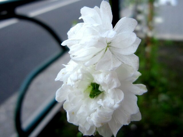 Prunus persica 'Fastigiata'