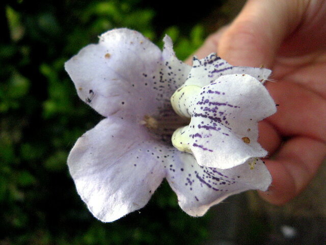 Paulownia tomentosa