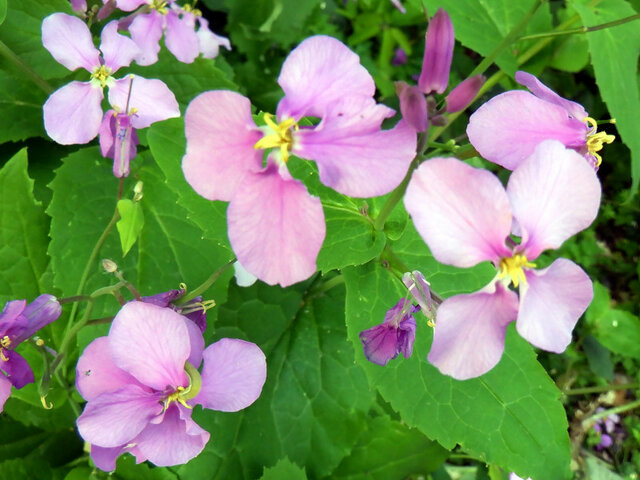 Orychophragmus violaceus