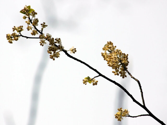 Litsea cubeba