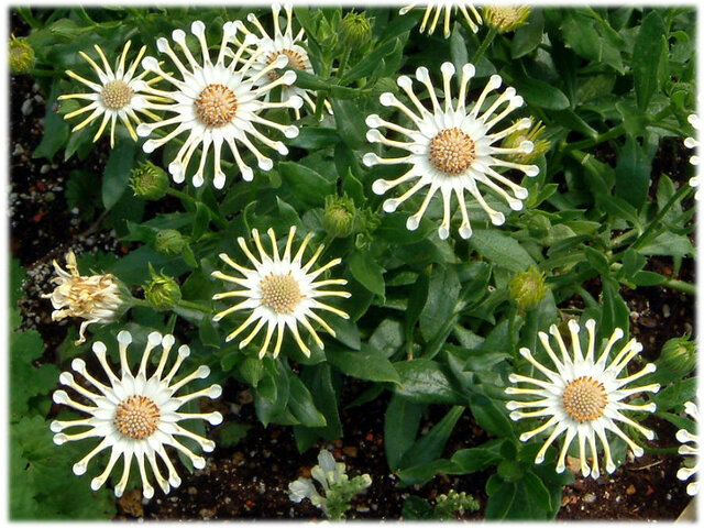 Osteospermum Cape Daisy