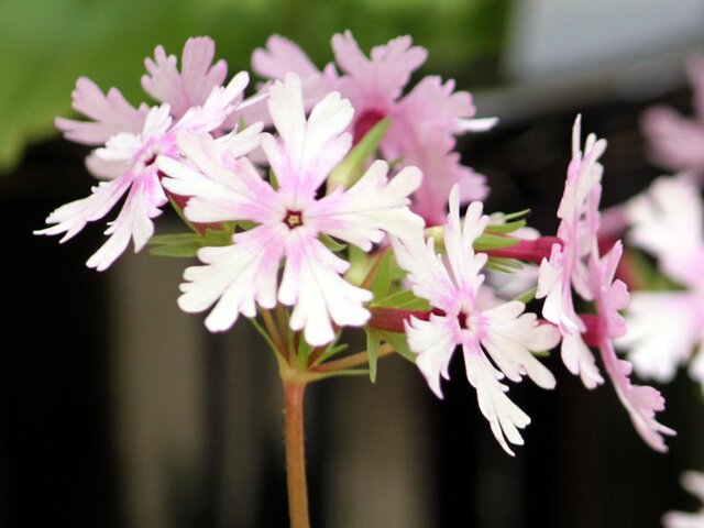 Primula sieboldii 'Hokutosei'