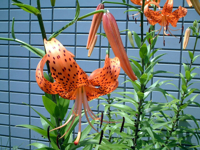 Lilium lancifolium