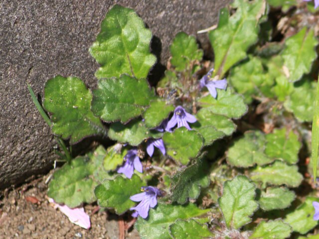 花ら80.「地獄の窯の蓋」って凄いね　綺欄草