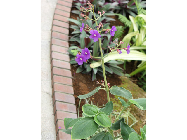 Tibouchina urvilleana