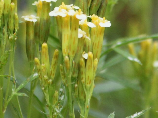 Tagetes minuta