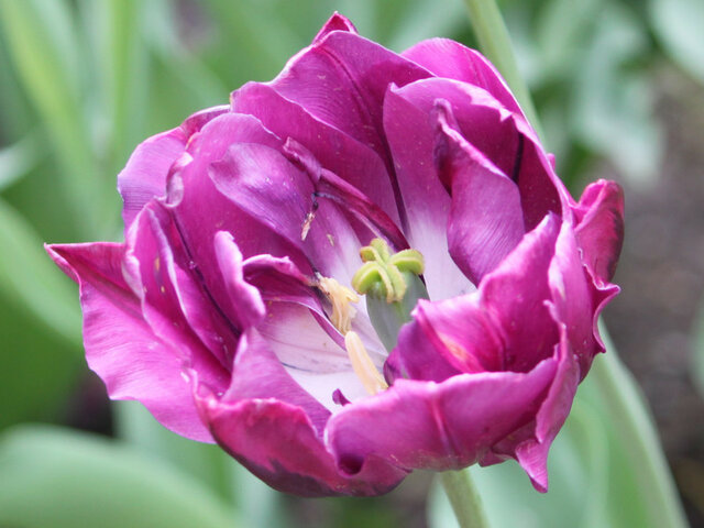 Tulip  Negrita Double