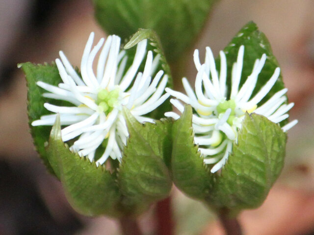 10月15日の誕生花 ミセバヤ 科技研花图画书