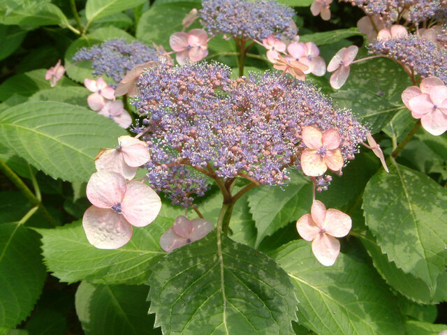 7月13日の誕生花 布袋葵 額紫陽花 科技研花图画书