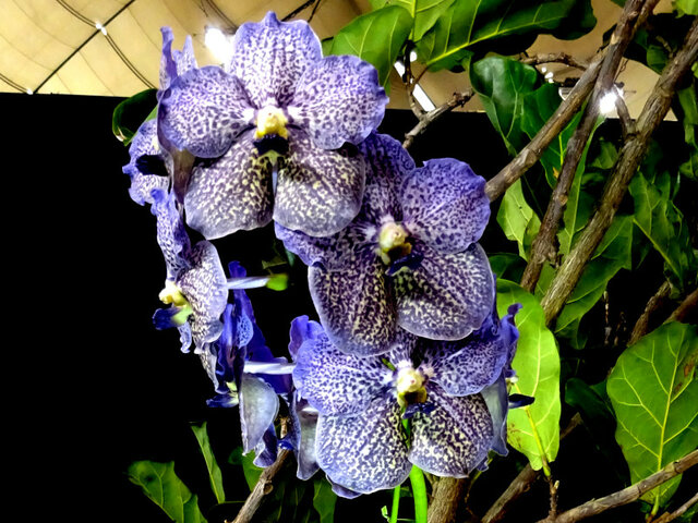 Vanda Trevor-rathbone 'Back panther'