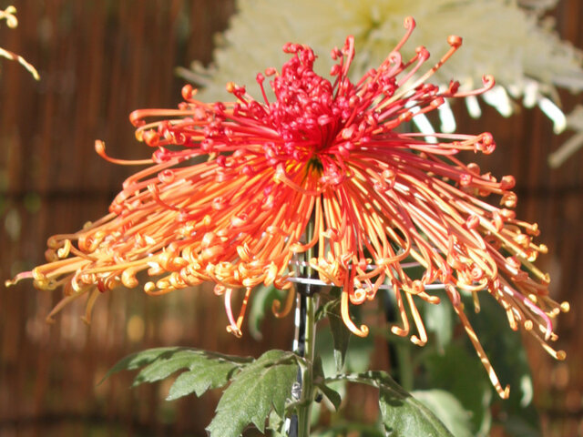 かぎけん花図鑑 10月1日の誕生花 赤い菊 科技研花图画书