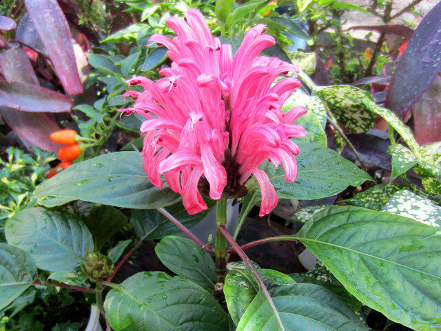 Justicia carnea