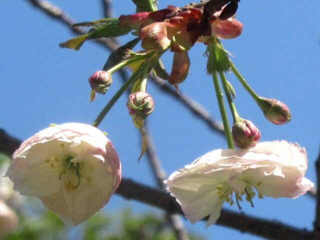 4月11日の誕生花 ヒヤシンス ヤエザクラカンザン ハナシノブ 科技研花图画书